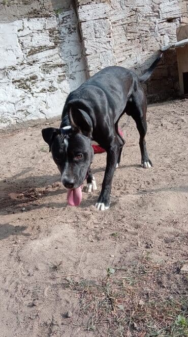 baskervillerin iti: Pitbul, 2 il, Erkek, Cütləşmə üçün — 2