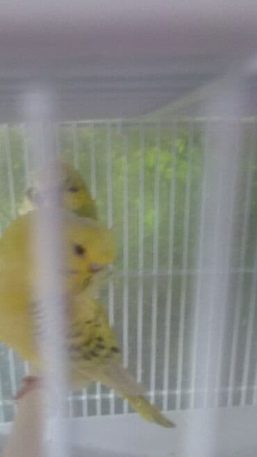 попугай ара цена: Попугаи — 9