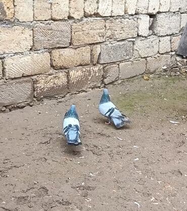 Heyvanlar üçün mallar: Hazir cut erkəy mayadi maya 18 tuk uzun hundur quwdu erkeyde temiz 12 — 2