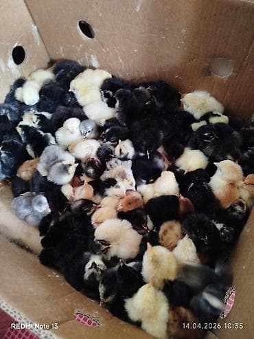 cücə toyuq: Toyuq cücələri, Ətlik — 3