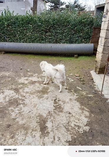 Balıqlar: 7 ay, Erkek, Ünvandan götürmə — 2