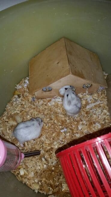 енот в баку купить: Cunqariklər ələ öyrəşiblər dişləmirlər Stresi əsəbi — 7