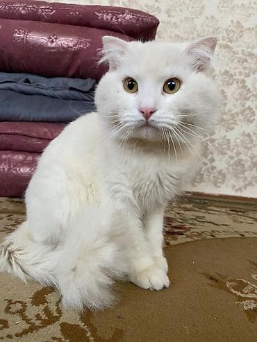 qiz pisik adlari: Yaxşı əllərə — 2