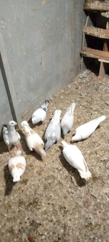 danisan qus: Güvercinlər – müxtəlif rəng və naxışlarda ev quşları - Növ: ev — 2