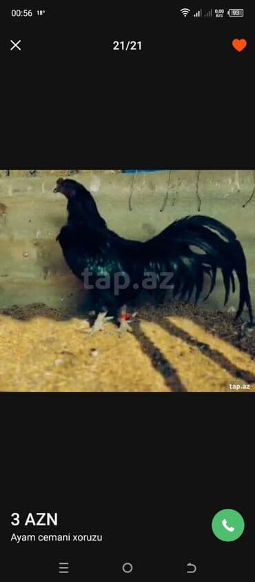 cücə və xoruz: Salam Ayam cemani,,. argenal.yumurtasi,cucesi.colpasi,,xoruzu.toyugu — 22
