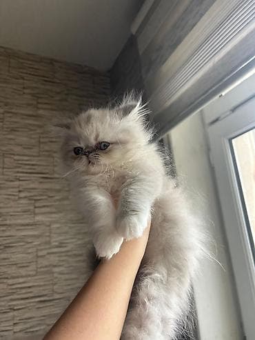 fars pişiyi: Fars — 4