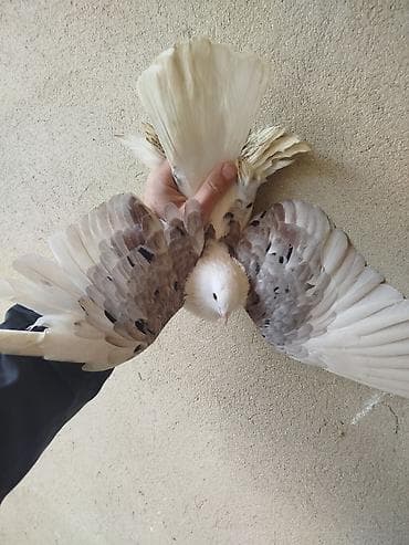 Növ: Bəzək göyərçini (uzun saqqallı/ayağı ləçəklı tip) Rəng: Ağ – krem