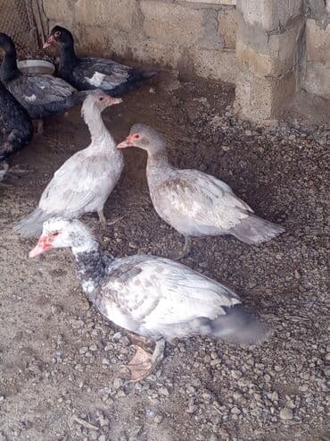heyvan bazari inekler: Salam yerli və cins ördəklər satılır 20-70 manat arası ünvan Gəncə - — 6