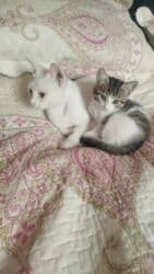 отдам котят в хорошие руки: Yaxşı əllərə — 2