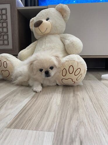 Pekines, 2 ay, Dişi, Ödənişli çatdırılma