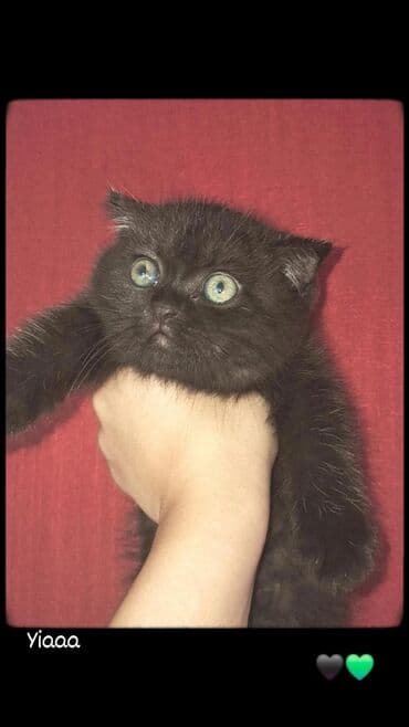 pişik geyimi: Yaxşı əllərə — 1