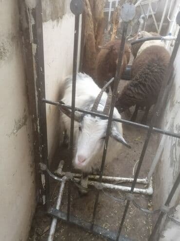 bengal pişiyi qiymeti: Şəkildəki çəpişlər satılır. Hər üçü də xarici sortdur. 6-7 aylıq cavan — 4