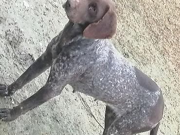 pulsuz heyvan: İtlər — 4