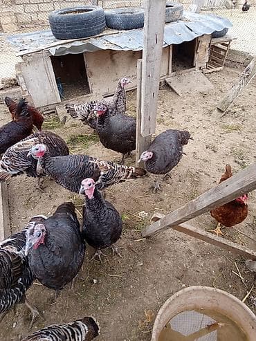 Fətəli xoruzlu kq 15 m ünvan buzovna yerli deyil brozdur Təsvir: - — 6