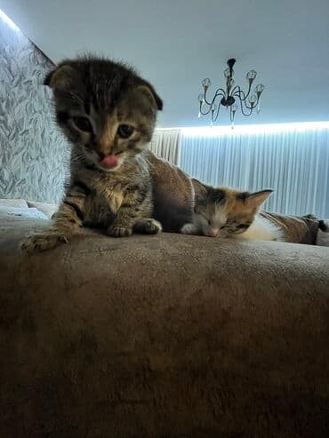 pişik sumkası: Dişi, Yaxşı əllərə, Ünvandan götürmə, Ödənişli çatdırılma — 7