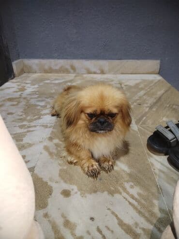 it adları erkək: Pekines, 5 ay, Erkek — 1