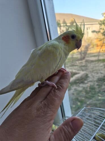 quzu şəkilləri: Sarı erkək korella 6aylıq əl dişləmir - Əldə rahat dayanır, barmağa — 3