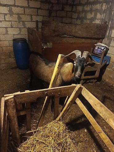 Keçilər, çəpişlər: Boğaz keçi – məhsuldar yerli cins - Cins: yerli məişət keçisi, uzun — 7