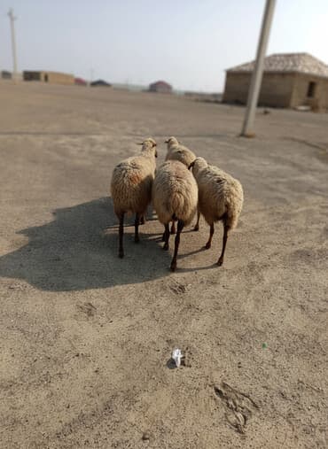 goyercin satişi baki: 5 dənə boğaz ana qoyun satılır dişləri var TƏCİLİ SATILIR VATSAP — 1