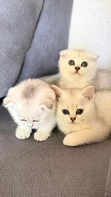 balaca it: Britan, Dişi — 2