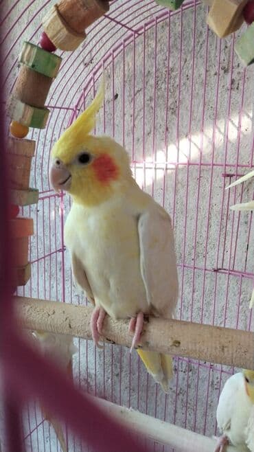 hələb kecilərin qiyməti: Bozlar 35 azn Sarilar 40 Azn Əl quşlari 60-70 Azn 100 Azn tam rucnoy — 13