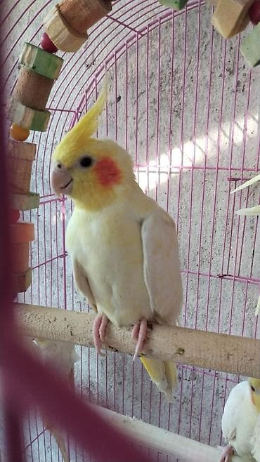 ev iti ucuz: Karella 8 denedi tək tək 45 AZN HAMSİN ALANA ENDİRİM vitaminleri — 1