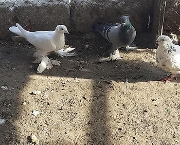rhode island red: Iri lelekli kekilli quslar satilir hamisi ebresden — 6