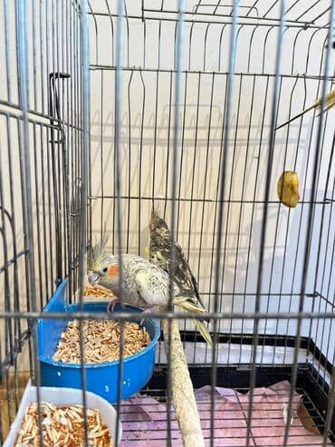 qurbanlıq qoyun qiymətləri 2024: 3 korella(disi erkek) 3 yumurta ve boyuk qefes, qefes hem üstden — 5