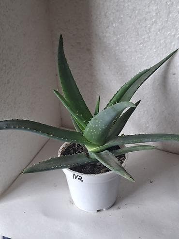 ev əşaları: Aloe Vera (saksıda) - Bitki: Aloe vera (sukkulent) - Saksı: Ağ — 2