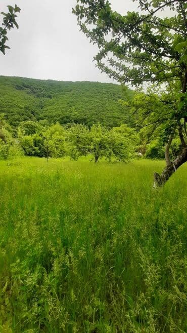 masallı kirayə ev: 20 sot, Mülkiyyətçi, Kupça (Çıxarış) — 3