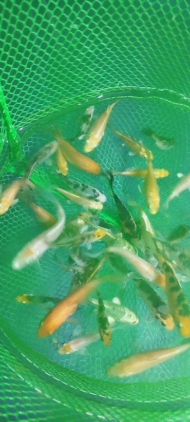 zvanok it satilir: Koi, Sülhsevər, Ödənişli çatdırılma — 10