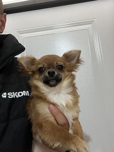 basenc itleri: Çixuahua, 6 ay, Dişi, Peyvəndli, Ödənişli çatdırılma — 5