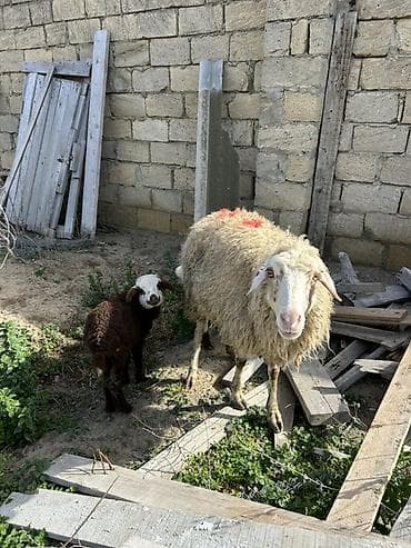 disi danalar: Dişi, il: 3, Damazlıq, Ünvandan götürmə — 1