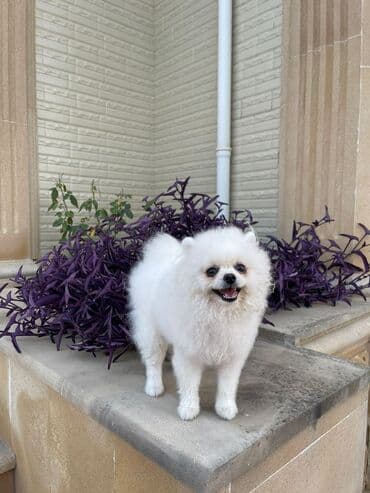 отдам в добрые руки шпица: Təmiz cins Pomeranian Spitz balası. Doğum tarixi: 12.11.2024. Çipli — 9
