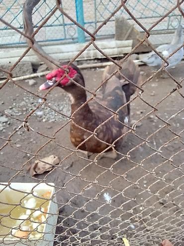 sadlar: Erkək, | Lal ördək, Damazlıq, Ünvandan götürmə — 4