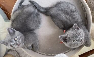 породистые котята даром: Шотландская, Самец, Самка, Самовывоз — 22