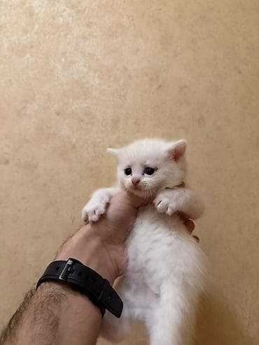 pişik siyam: Ağ rəngli tüklü balaca pişik balaları 250tüklü pisikler250 - Rəng: tam — 7