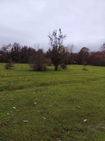 аренда земельных участков сельскохозяйственного назначения: Kənd təsərrüfatı — 4