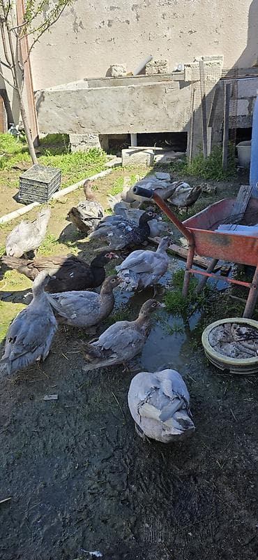 ordek: 6 aylıq cins lal ördəklər ( Krasnodar, Macar Mirvari, Kərpici — 2