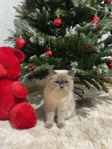 cütleşdirme: Şotland uzun tüklü, Erkək, Cütləşmə üçün, Ünvandan götürmə — 2