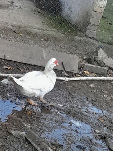 bakıda cucə satışı: Erkək, | Lal ördək, Ətlik, Ünvandan götürmə — 2