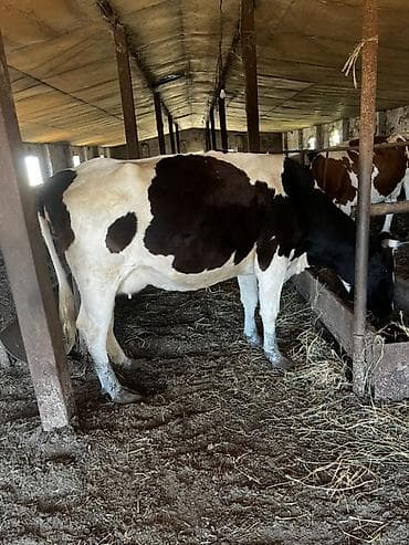 dovşan yemi: Südlük və damazlıq potensiallı inəklər 6baş maldır3i 20gune dogacaq 3i — 7