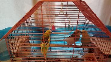 sultan quşu: Hamsı 3 quş 2 qefes 2 yuva yem qabı su qabı herşey hamsı 50 m tecili — 1