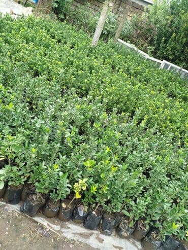 tut aragi satilir: Dekorativ agaclar — 10