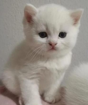 pisik yuvalari: Şotland yastı qulaq, Dişi — 10