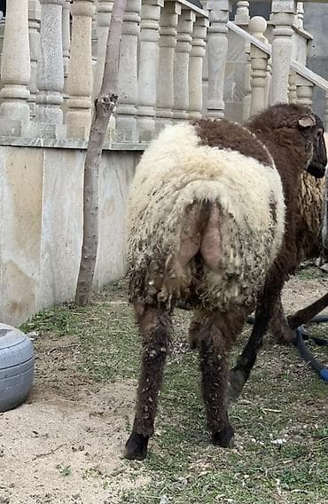 satdıq qoyunlar: Erkəy quzu satılır süper kök quyruğlu əmliy quzulardı — 2