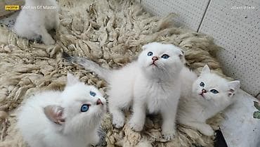 pişiyler: Şotland yastı qulaq — 7