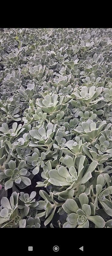 bitki guli: Sukkulent – Echeveria tipli dekorativ bitki (qara plastik saksıda) - — 4