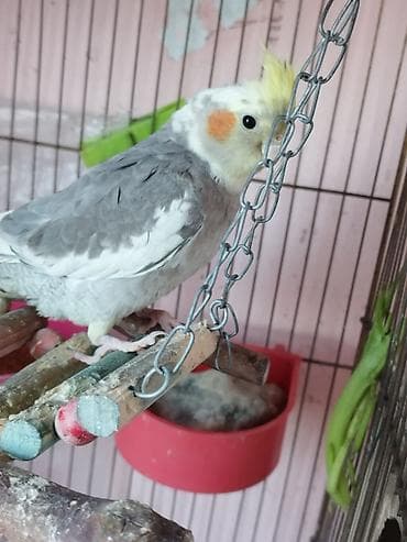 ev qus: Nimfa (cockatiel) papağanı – boz-ağ lələklər, sarı çəngəlvi toqqa və — 3