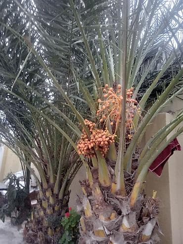 palma agaci satilir: Salam 3 eded Xurma palmaları – dekorativ və meyvə verən ağac - Növ — 2